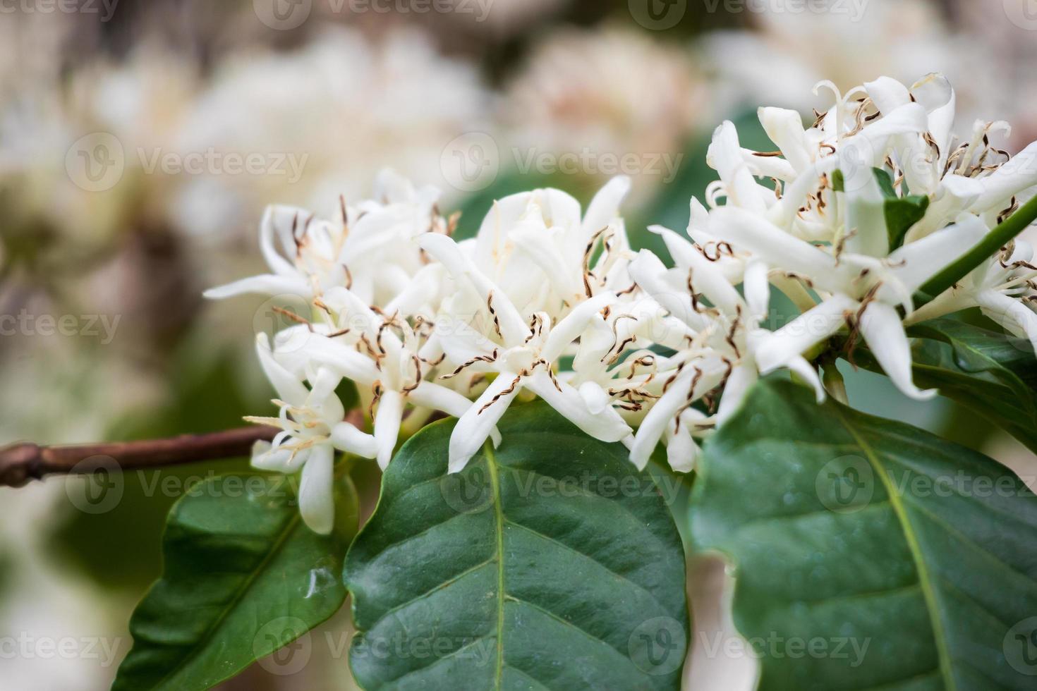 flores de café branco em folhas verdes plantação de árvores fechar foto