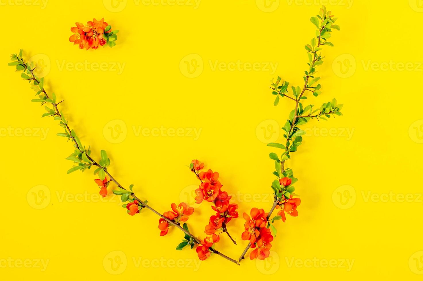 fundo abstrato primavera. ramo de marmelo japonês florescendo em um fundo amarelo. chaenomeles japonica. postura plana, vista superior. composição de flores da primavera foto