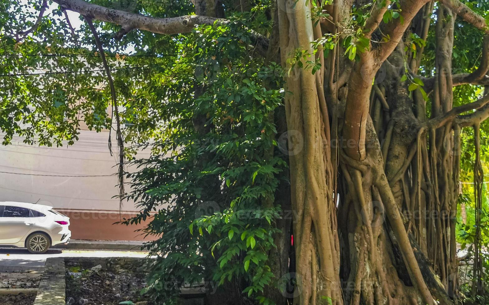 enorme linda ficus maxima figueira playa del carmen méxico. foto