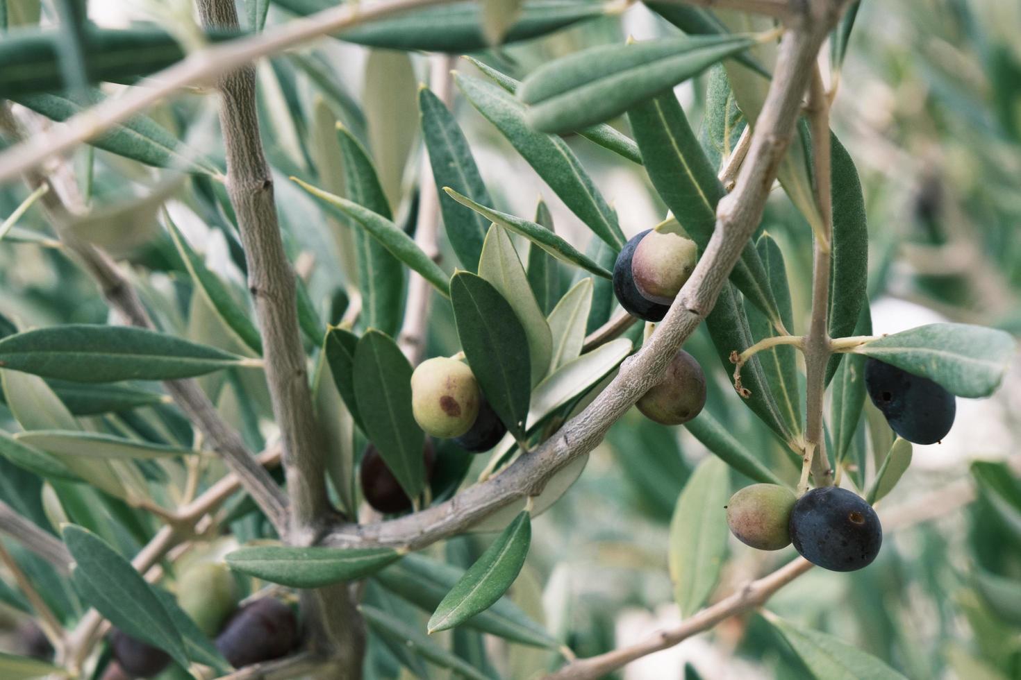 baga de azeite verde espanha, bagas de azeitonas itália em um galho de árvore com folhas verdes, planta de frutas orgânicas grécia azeitonas, closeup, plano de fundo. foto