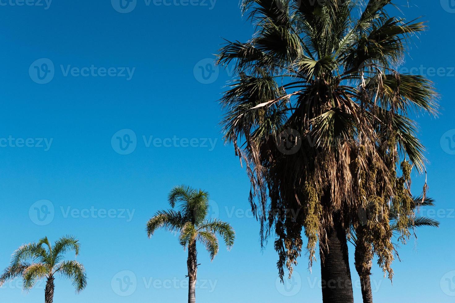 palmeiras tropicais na praia ao vento contra o céu azul, fundo, palmeiras exóticas, planta de coqueiro no verão na ilha, palmeiras tropicais. foto