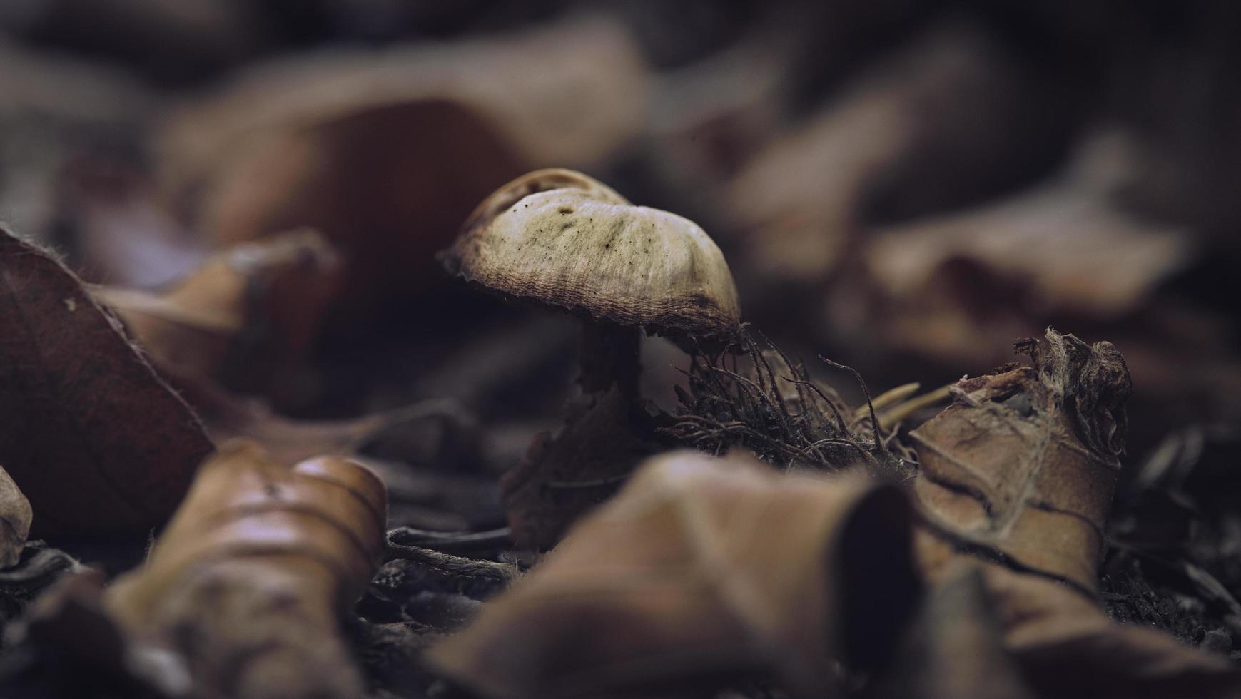 cogumelos na floresta foto