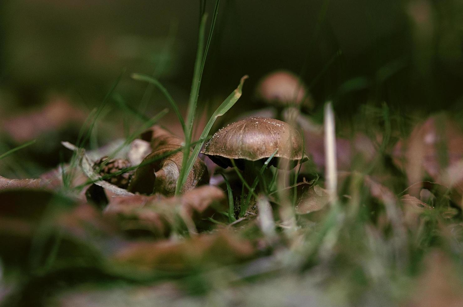 cogumelos na floresta foto