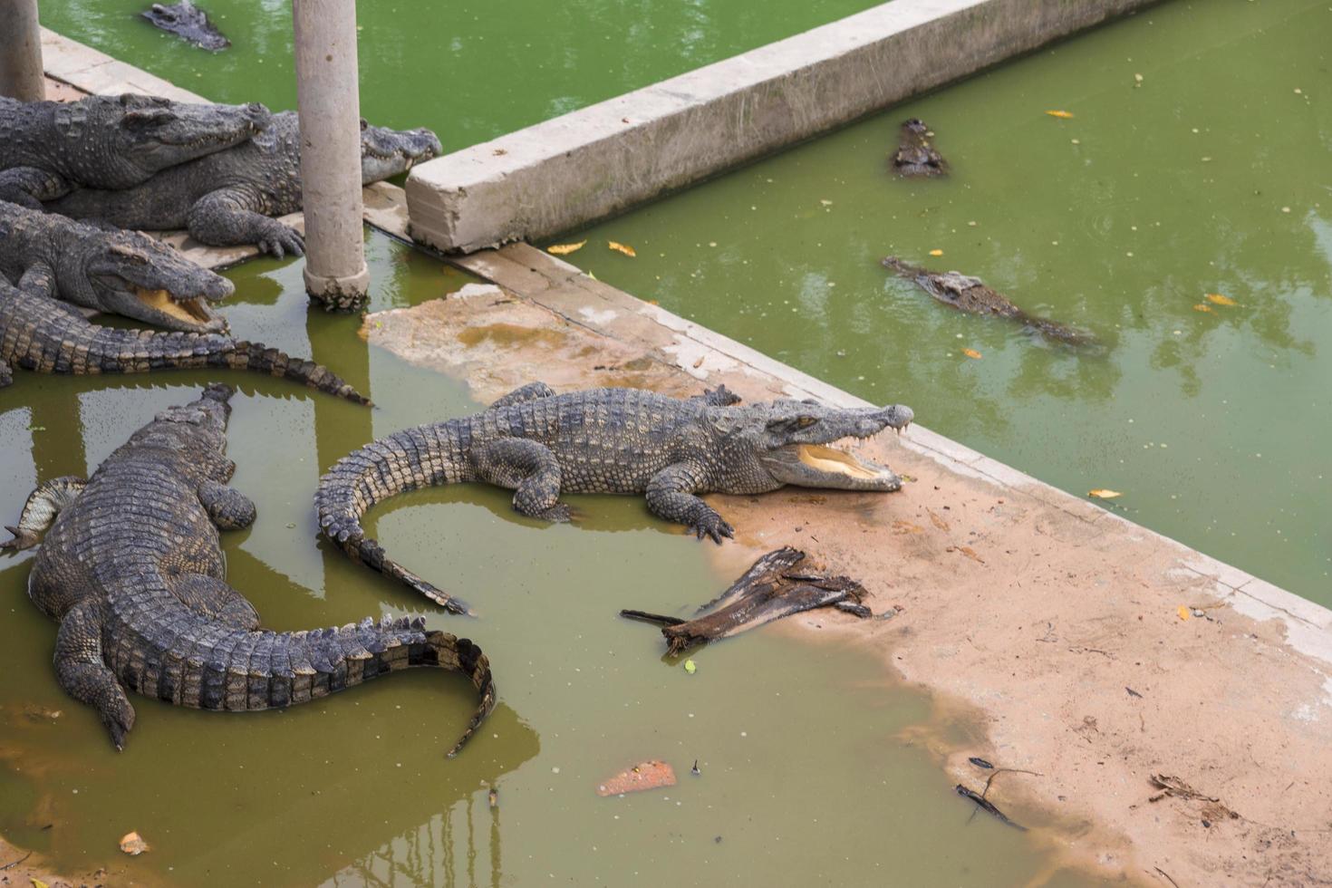 chão filho de crocodilo foto