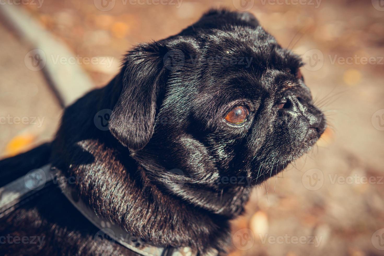 retrato de cachorrinho pug fofo, ao ar livre. foto