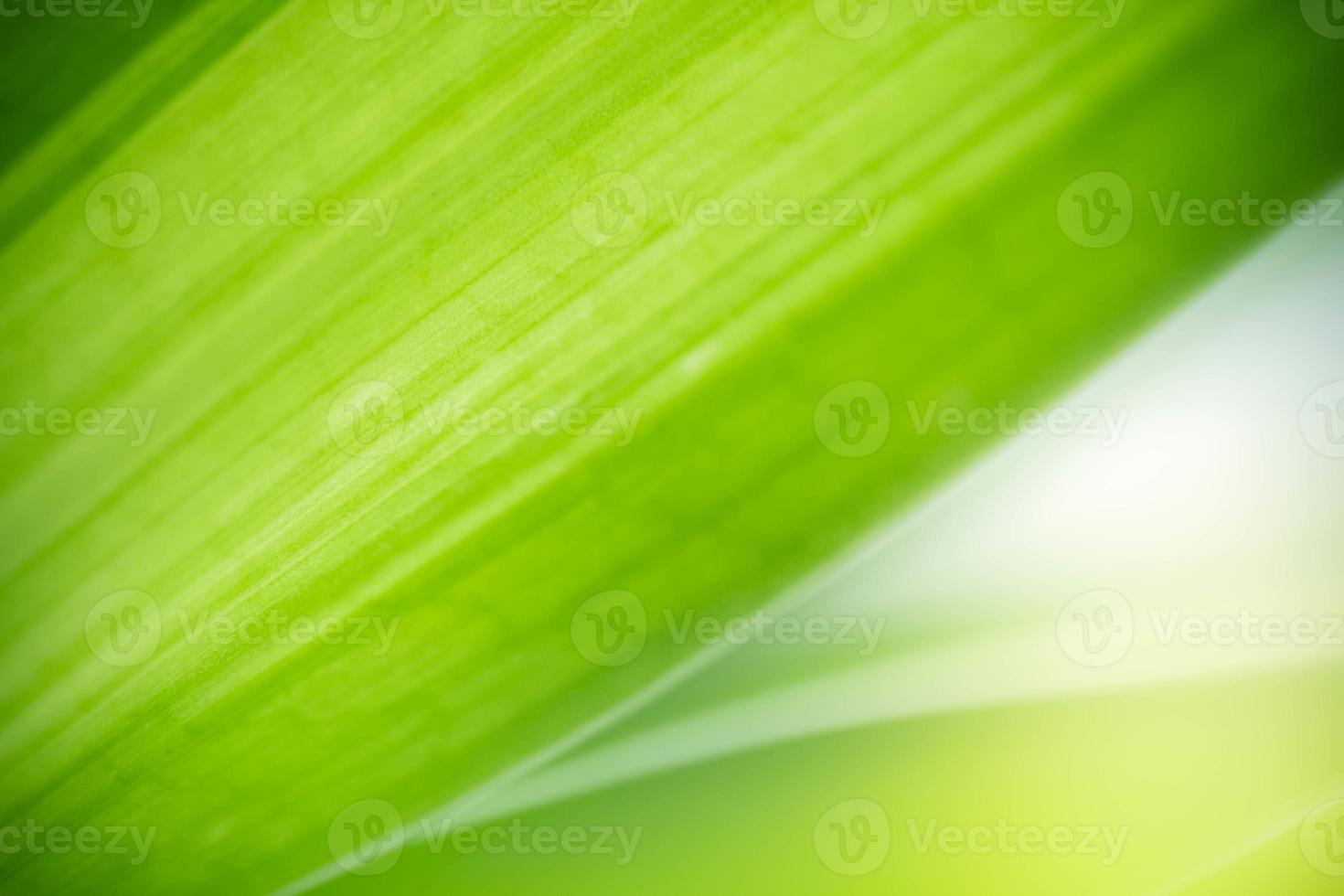 natureza abstrata do fundo da folha verde sobre fundo desfocado de vegetação no jardim. folhas verdes naturais plantas usadas como capa de fundo da primavera vegetação ambiente ecologia papel de parede verde limão foto