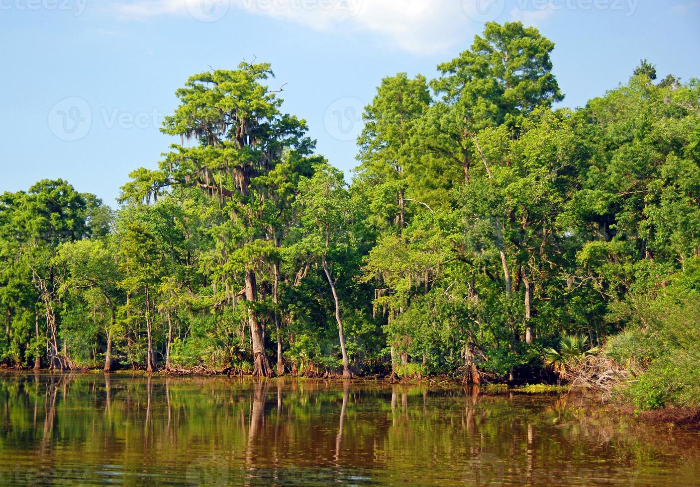 pântano de cipreste no bayou foto