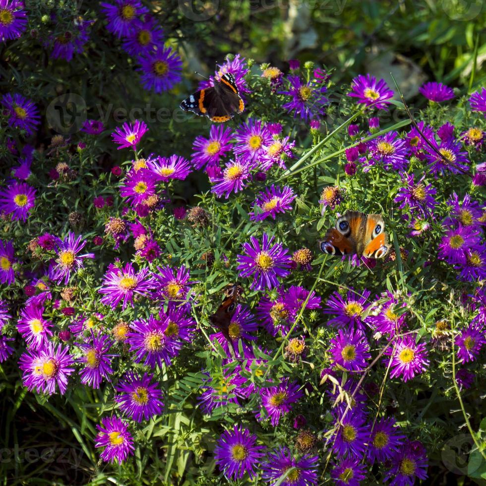 borboleta monarca em ásteres roxos foto