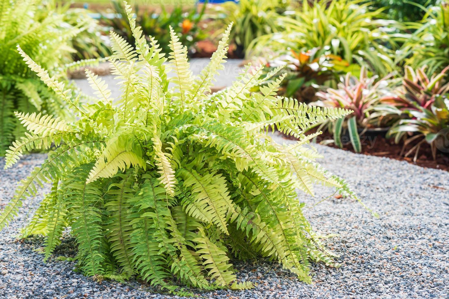 planta de samambaia no chão de seixo foto