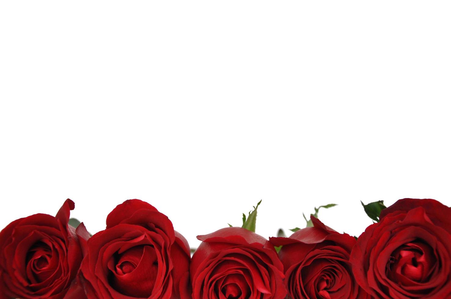 flor de rosa fresca em fundo branco para dia dos namorados em 14 de fevereiro de cada ano. foto