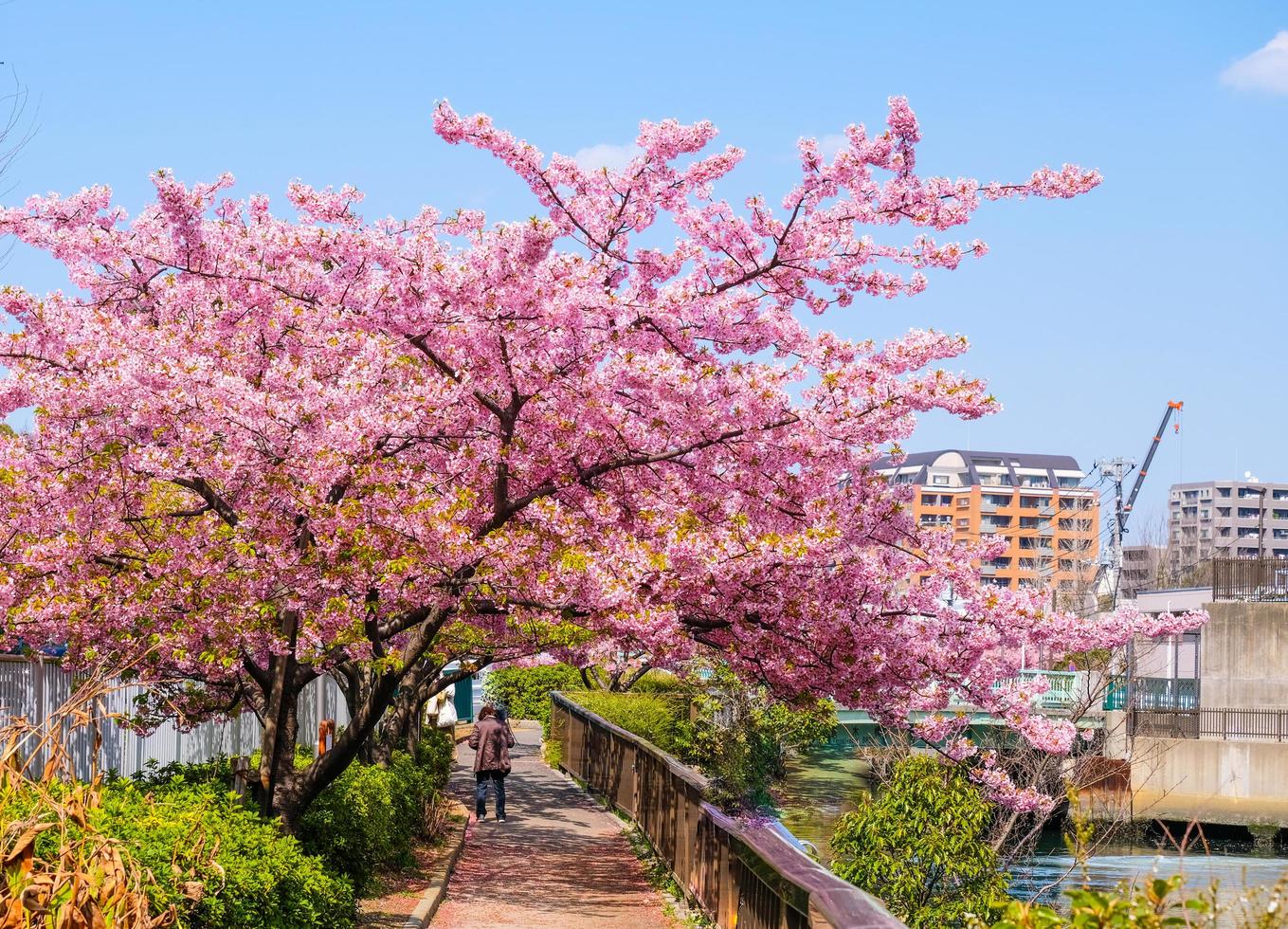 lindas flores de cerejeira rosa sakura com refrescante de manhã no fundo do céu azul no japão foto