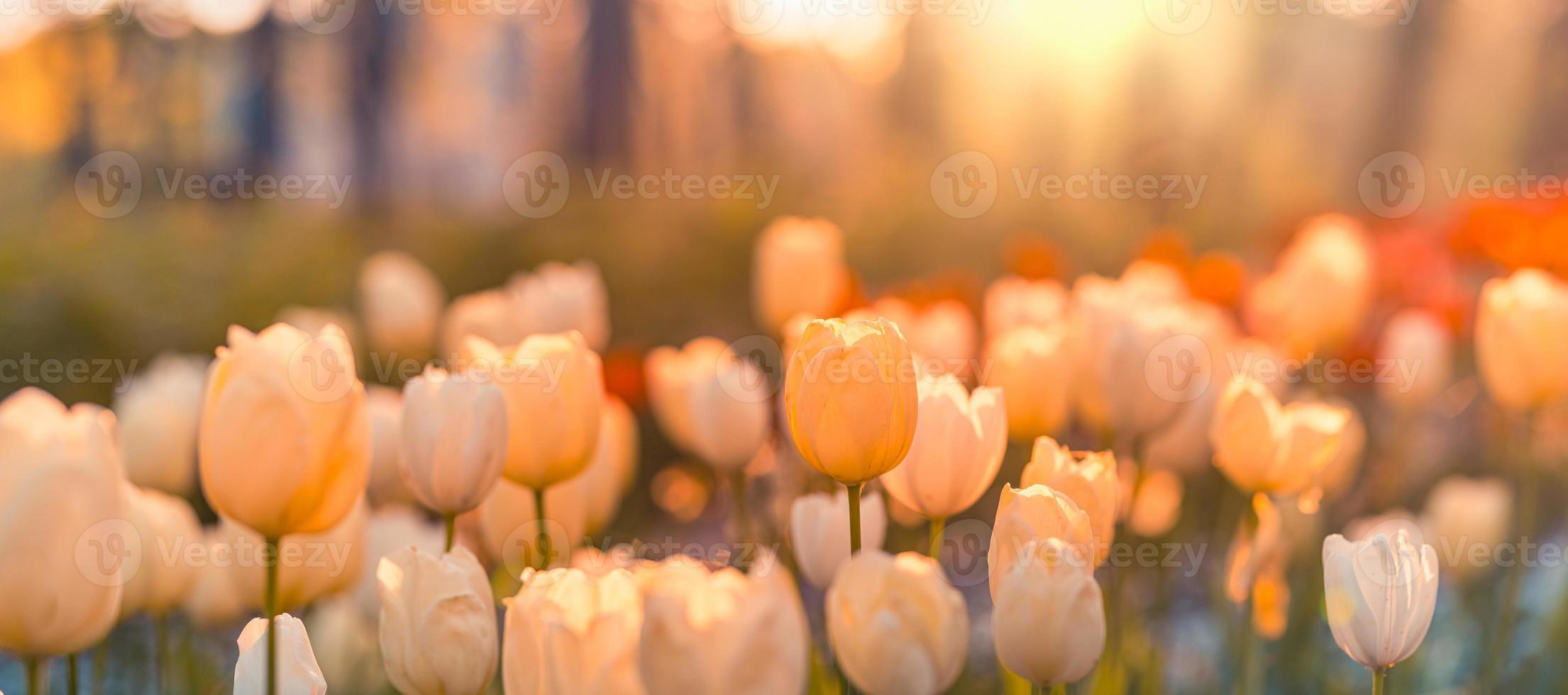 lindas tulipas coloridas na paisagem de natureza ensolarada de primavera turva. panorama de flores de tulipas florescendo brilhante para o conceito de amor de natureza de primavera. incrível cena de primavera natural, design, banner floral tranquilo foto