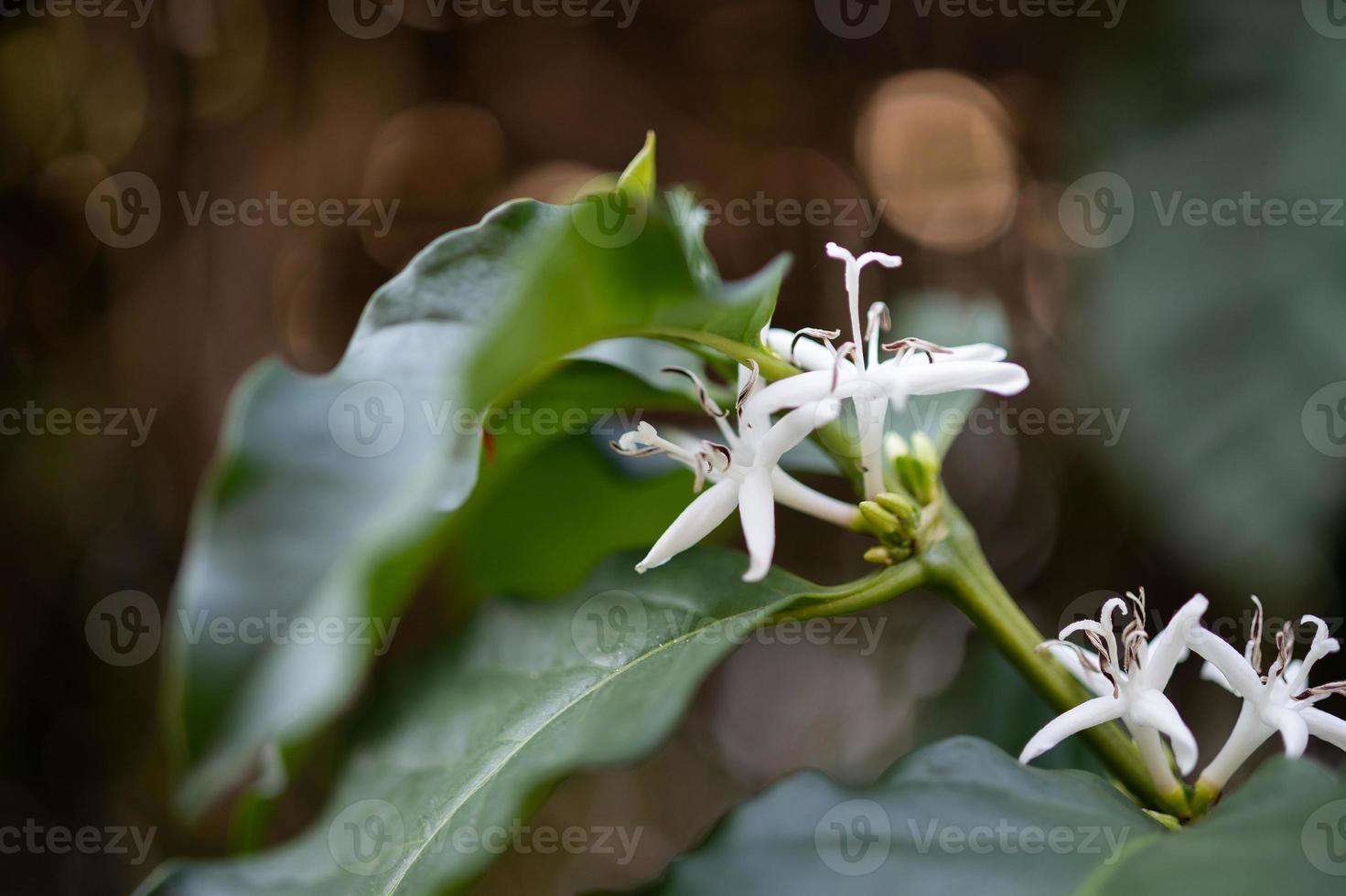 flor branca na árvore de café close-up foto