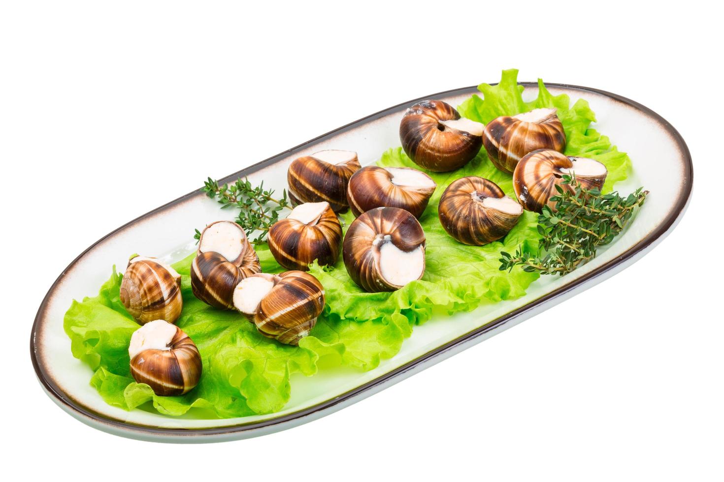 escargot em branco foto