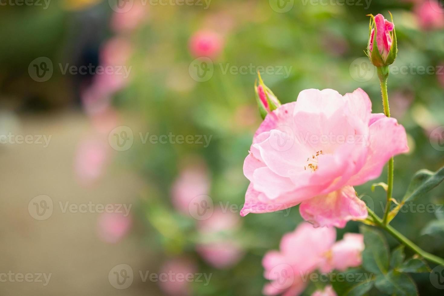 linda flor de rosas cor de rosa coloridas no jardim foto