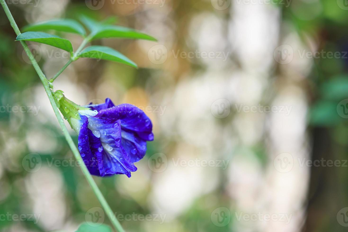 fechar a flor de ervilha borboleta azul no jardim foto