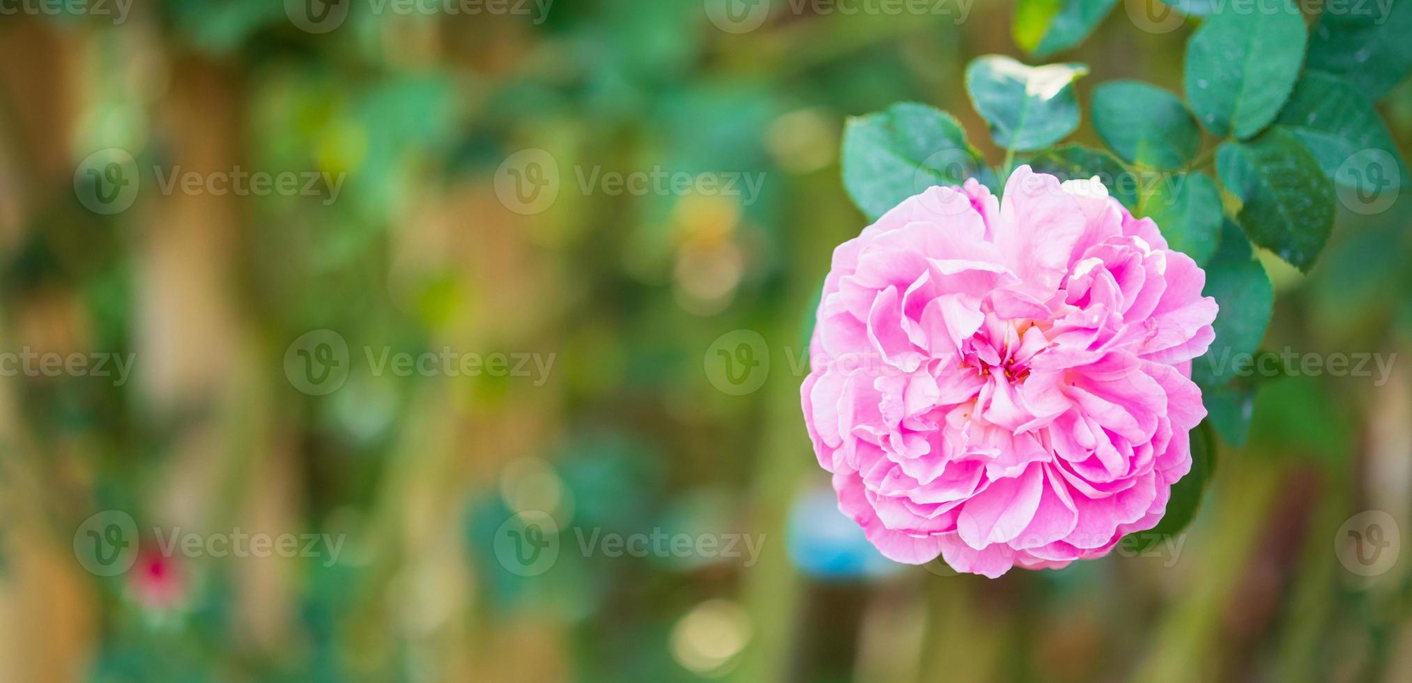 linda flor de rosas cor de rosa coloridas no jardim foto