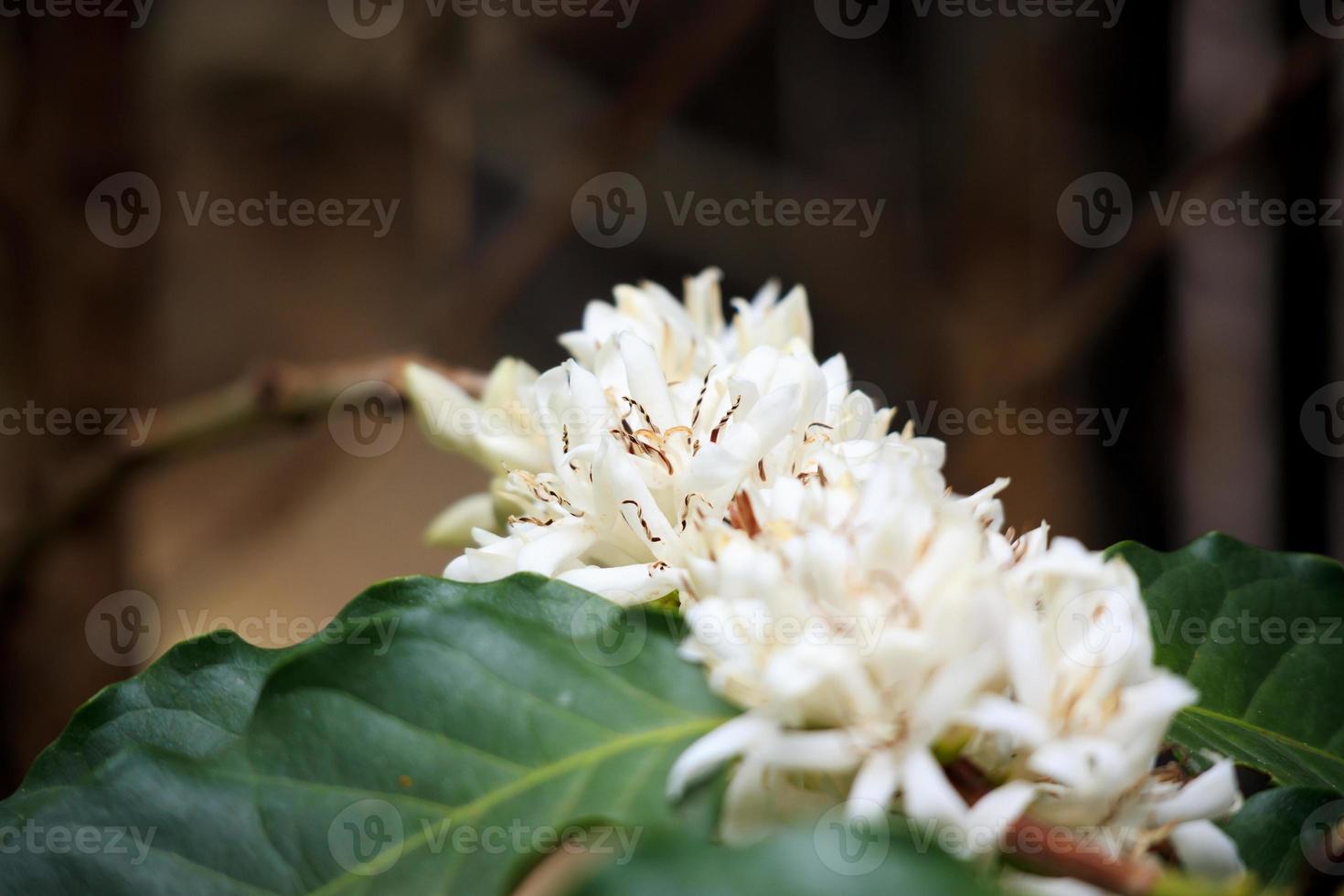 flores de café branco em folhas verdes plantação de árvores fechar foto