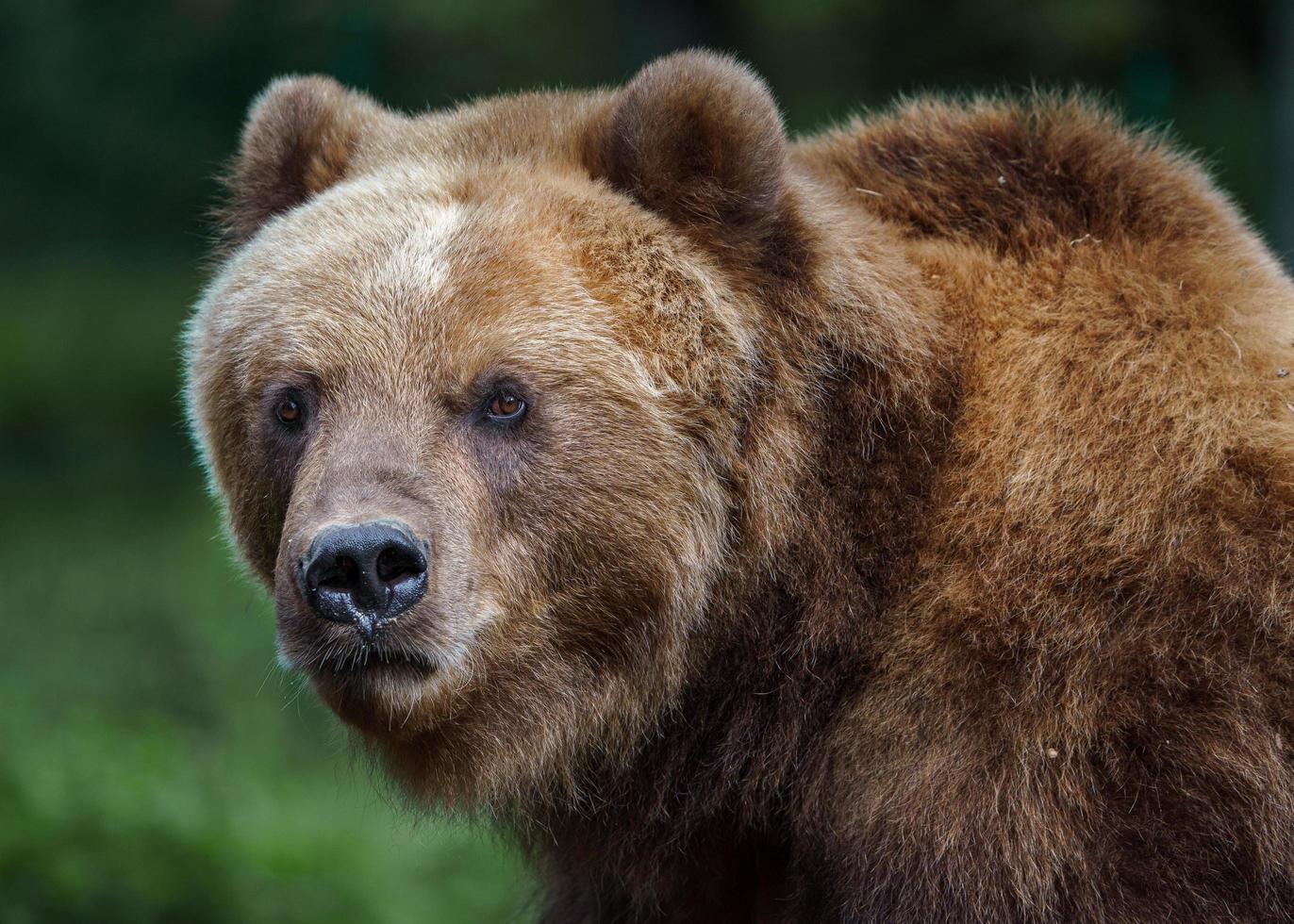 urso marrom kamchatka foto