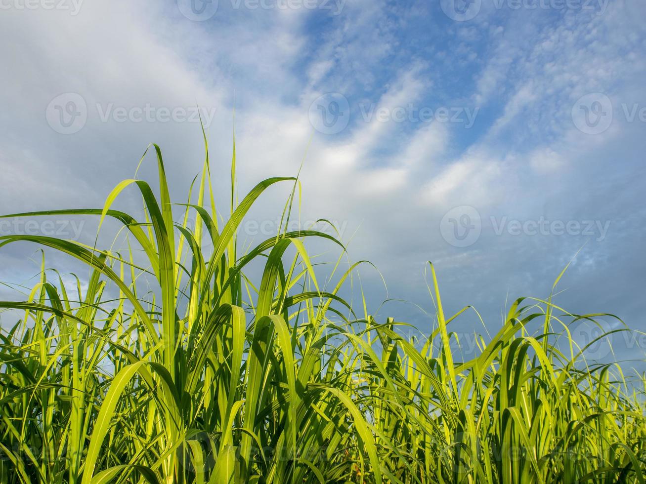 canaviais e céu azul foto