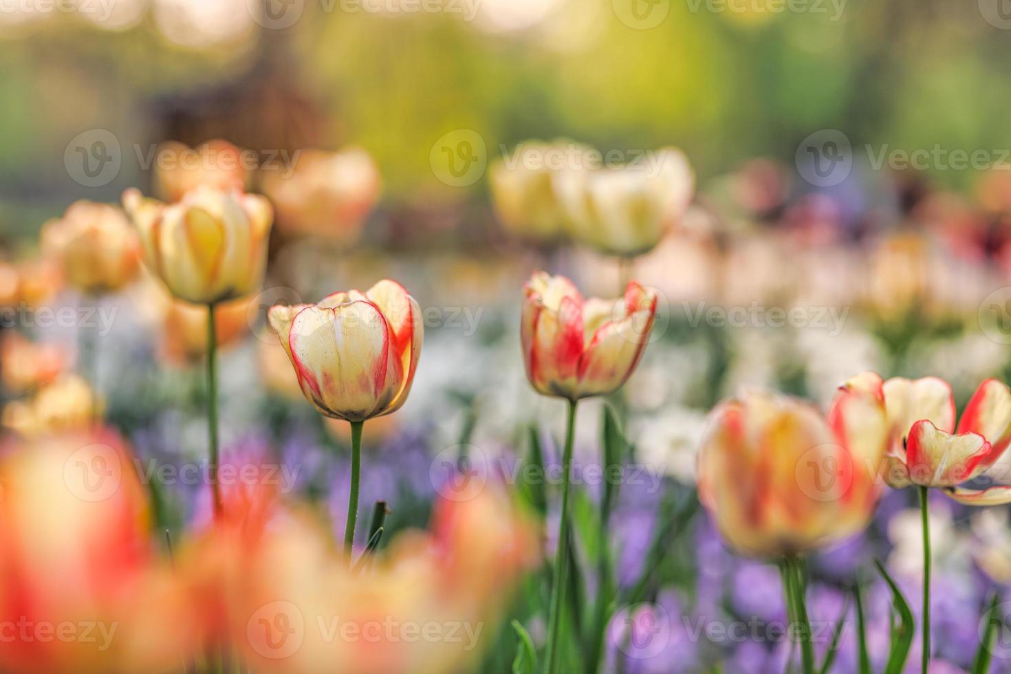 lindo buquê de tulipas vermelhas rosa e brancas na natureza da primavera para design de cartão postal e banner web. romântico e ame a natureza com paisagem turva de foco suave. natureza incrível, prado de flora solar foto
