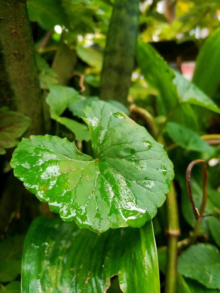 retrato de folha verde com gotas de água nele foto