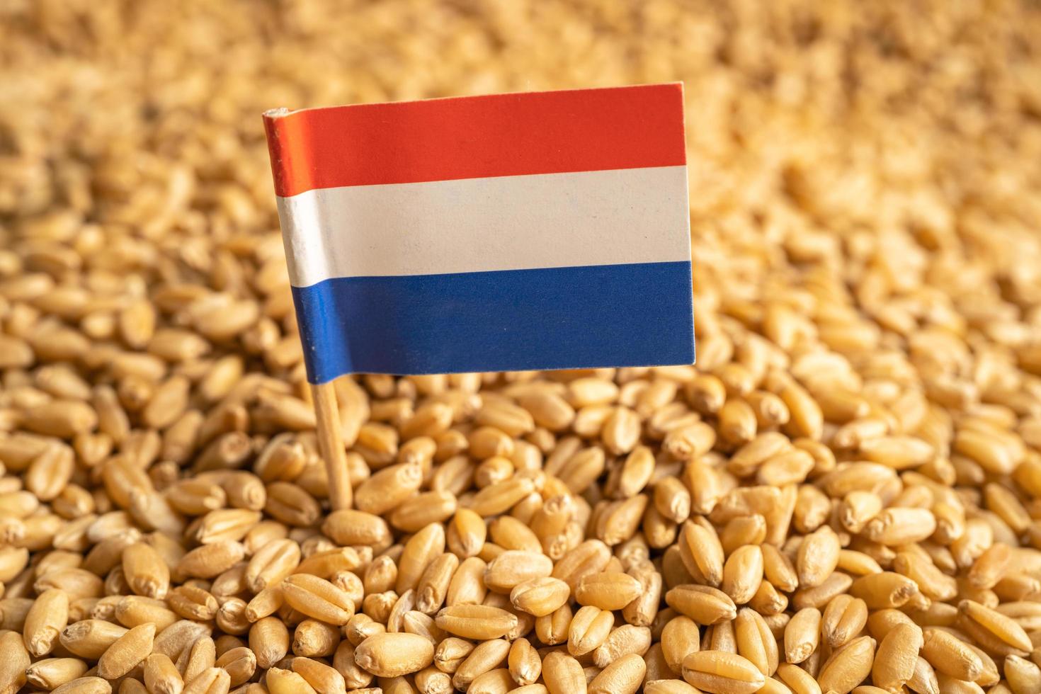 grãos de trigo com bandeira da Holanda, exportação comercial e conceito de economia. foto