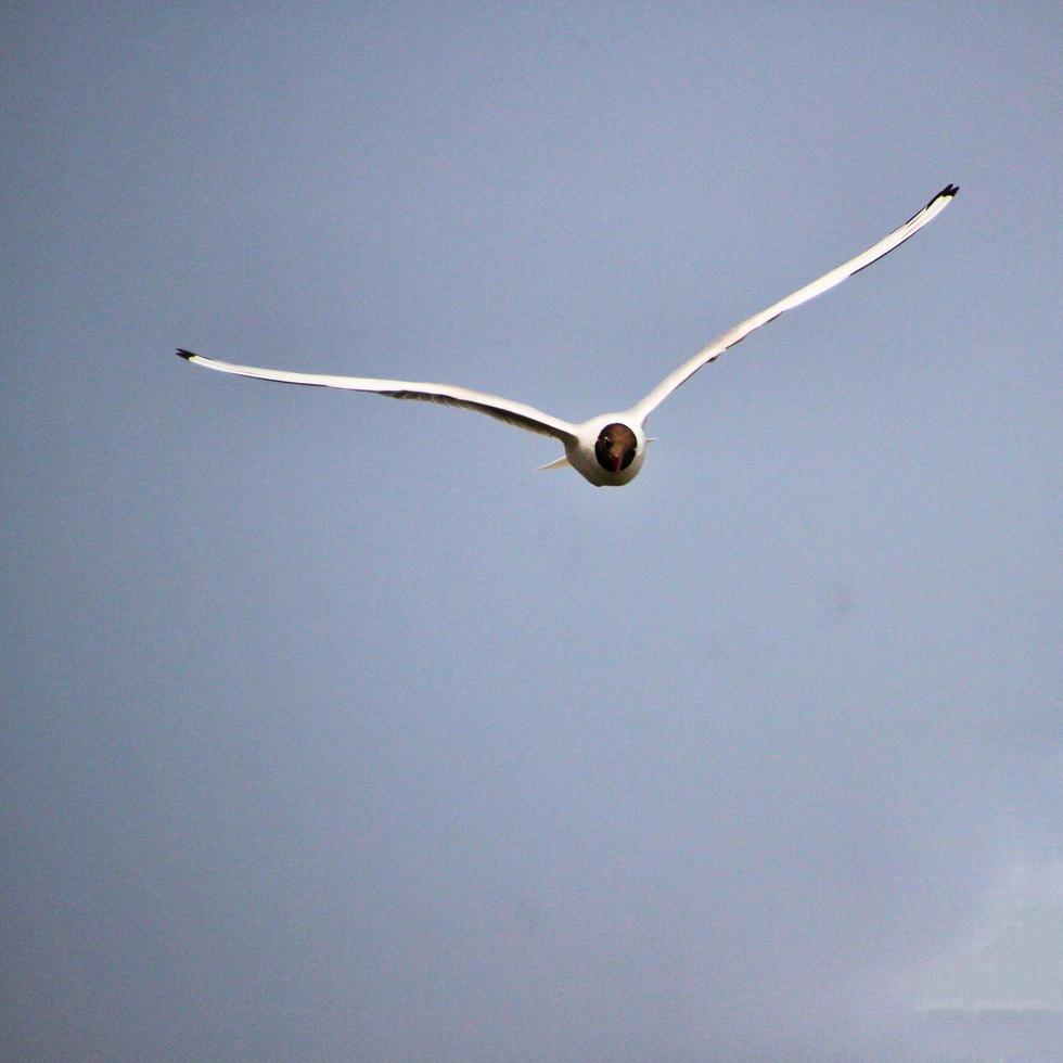 uma vista de uma gaivota foto