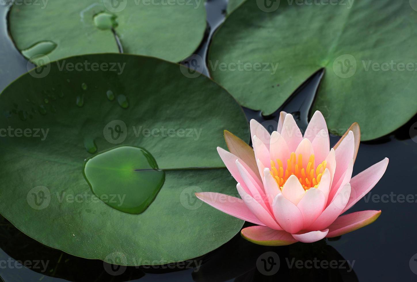 linda flor de lótus rosa na lagoa foto