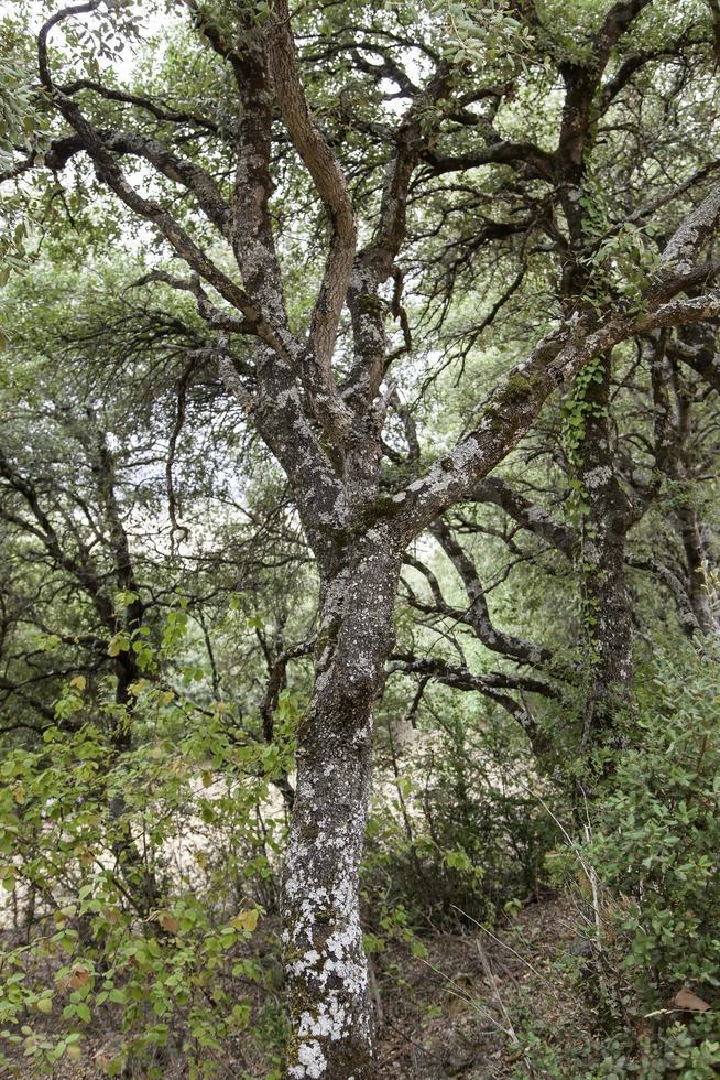 tronco de árvore com musgo foto