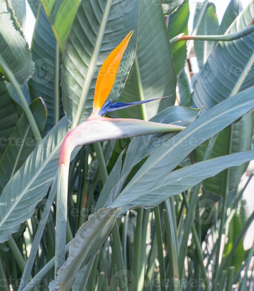 planta tropical, verde, crescendo em estufa, flor rara strelitzia real ou ave do paraíso, flor maravilhosa. foto