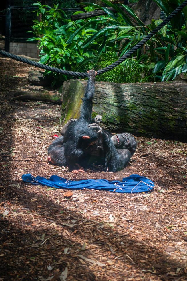 mãe e filho chimpanzé brincando foto