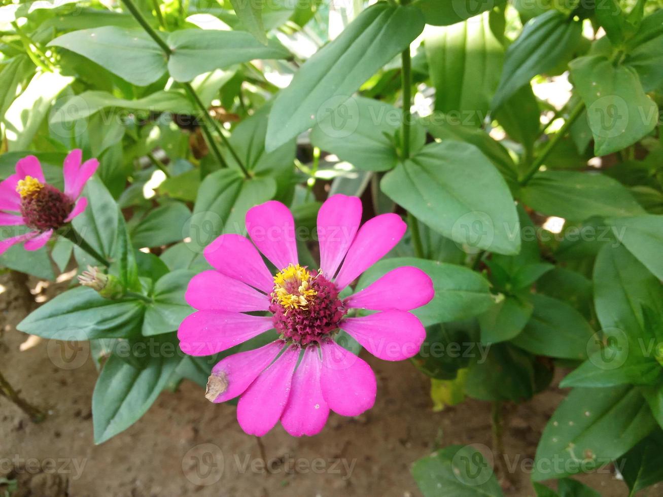 bela foto de flor de zinnia elegans adequada para fixação de artigos