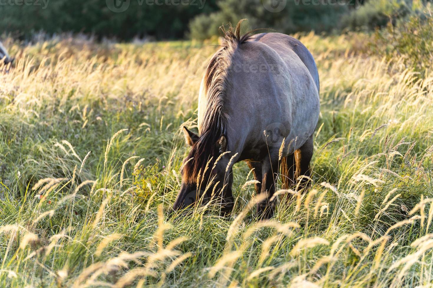 cavalos selvagens nos campos em wassenaar na holanda. foto