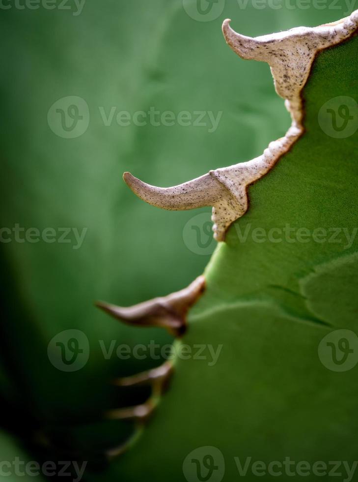 close-up de planta suculenta, detalhe de folhas frescas de agave titanota nobreza foto