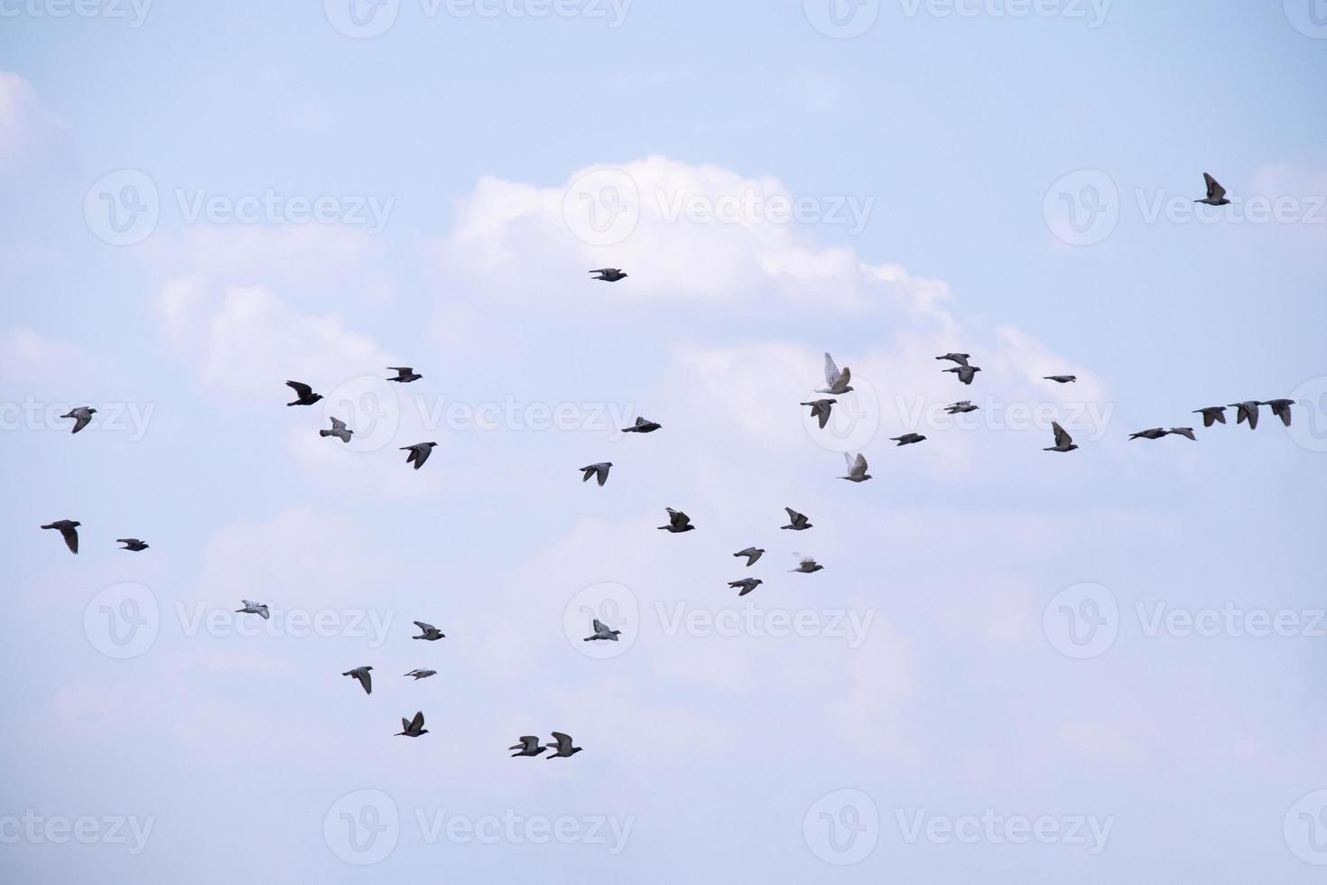 bando de pássaros voando no céu azul foto