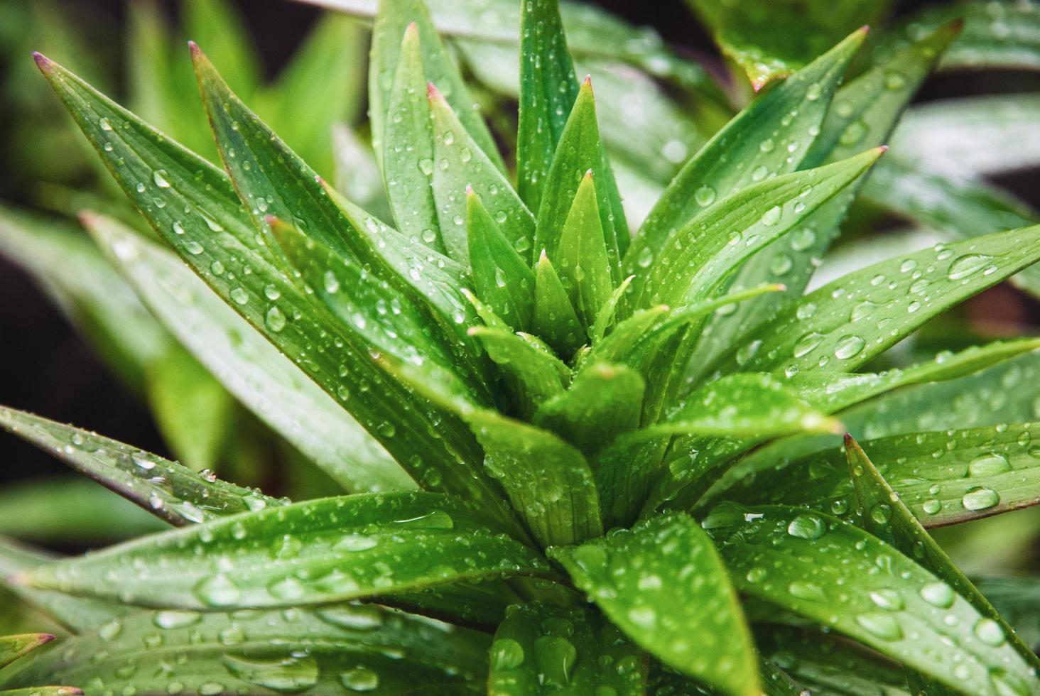 plantas de lírio no jardim molhado após a chuva, folhas verdes em gotas de água foto