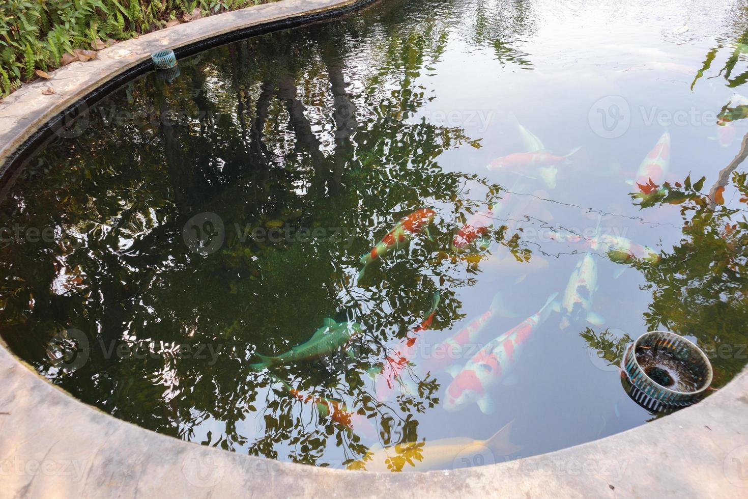 peixe koi na lagoa do jardim foto