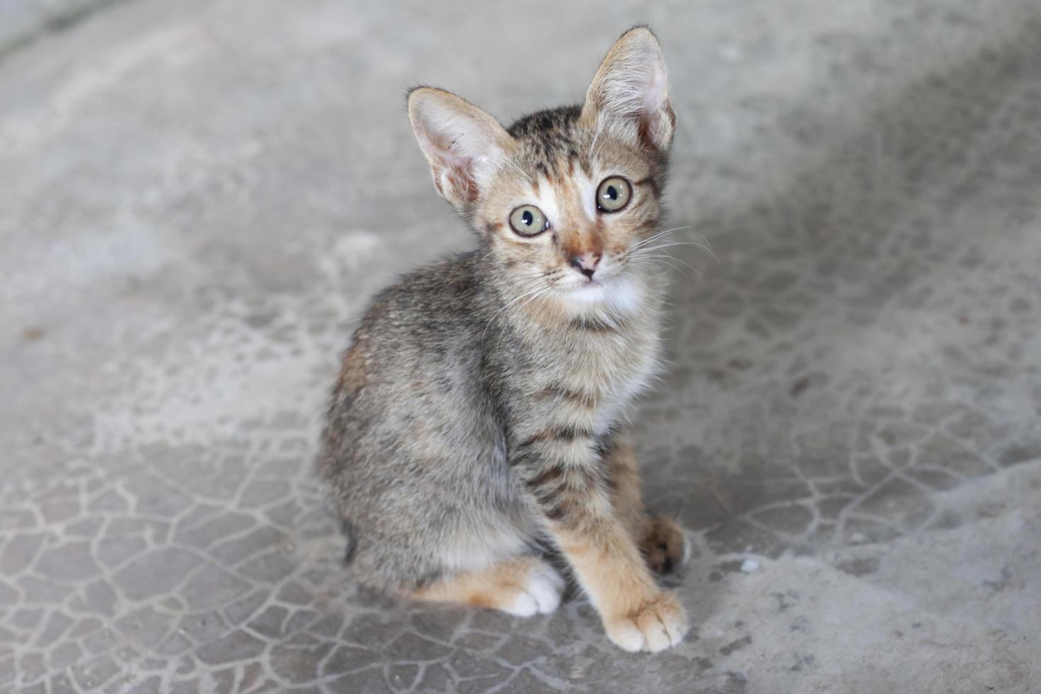 um gatinho bonitinho sentado no chão de cimento e olhando para a câmera. foto