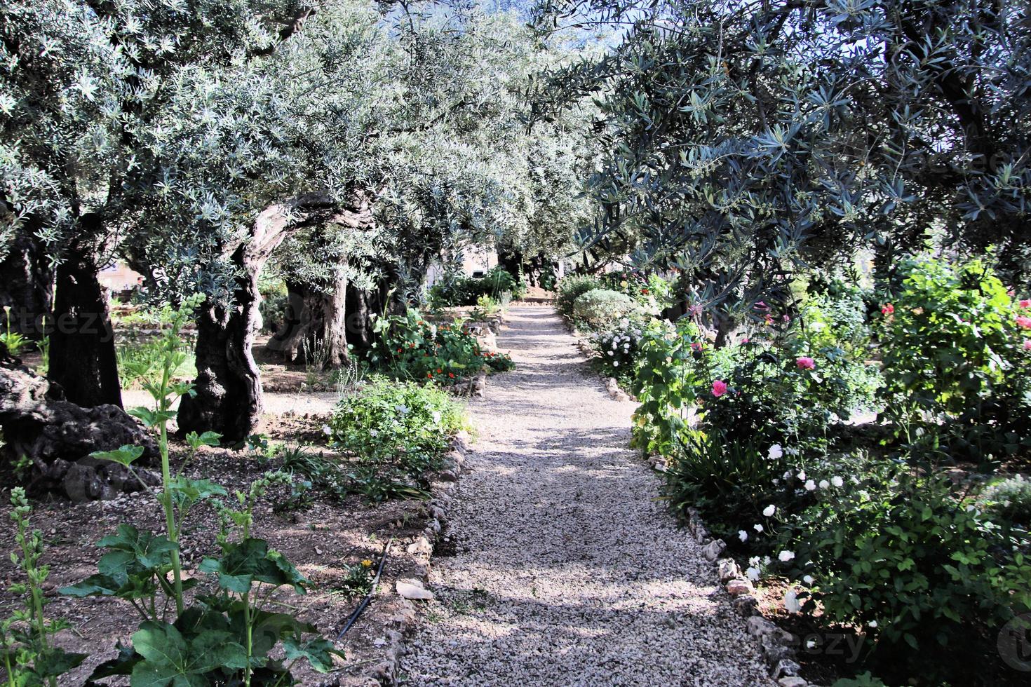 uma vista do jardim do Getsêmani em Jerusalém foto