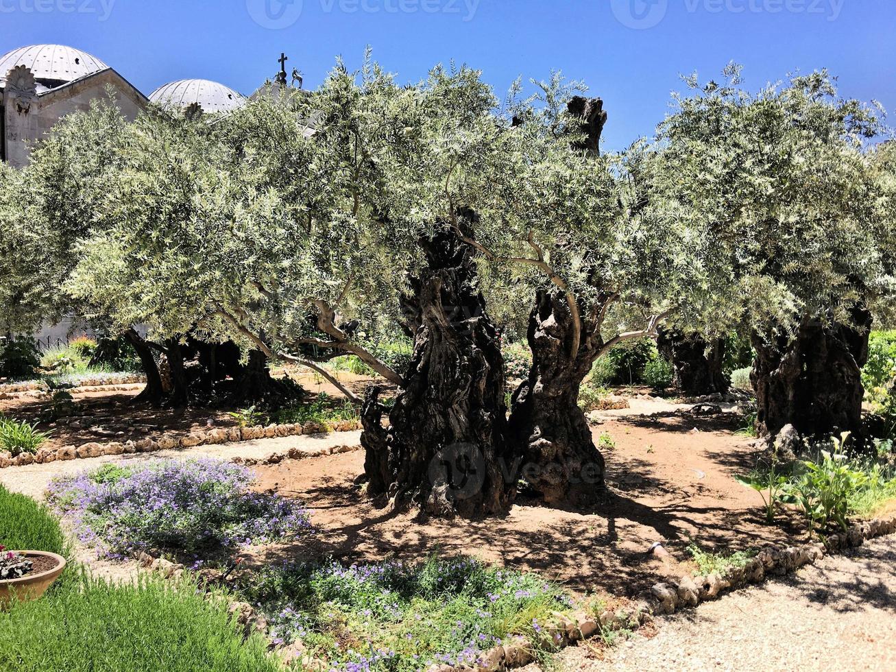 uma vista do jardim do Getsêmani em Jerusalém foto