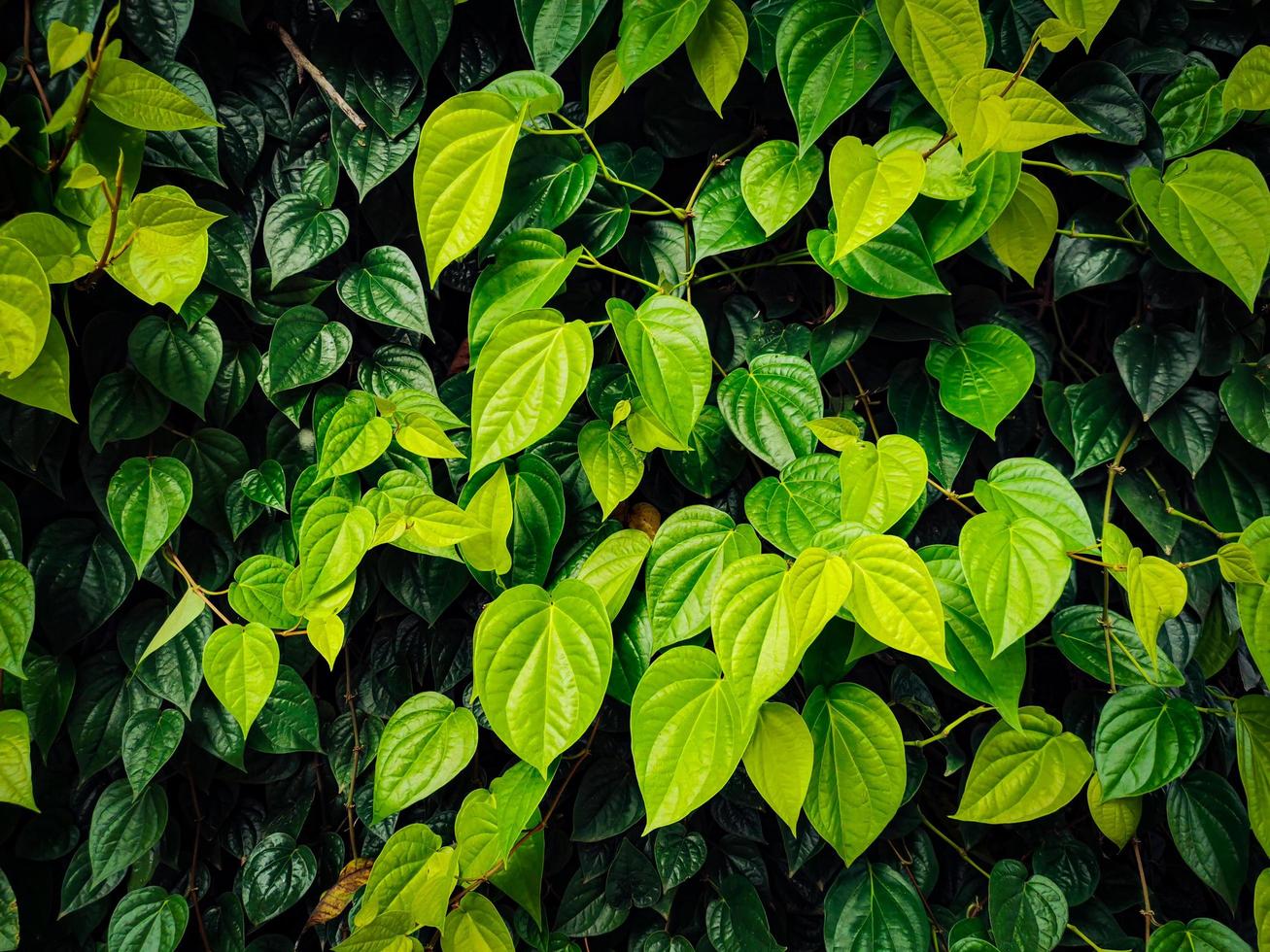 fundo de folha verde lindo padrão foto