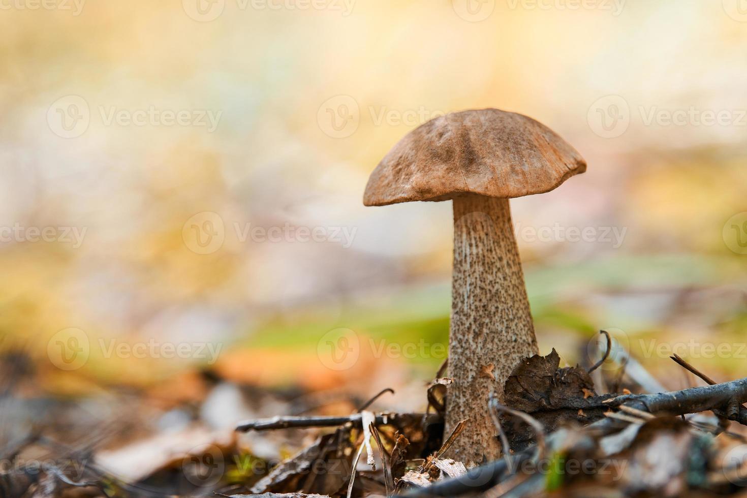 cogumelo leccinum versipelle na floresta de outono. bolete de bétula laranja. refeição saudável comestível. foto