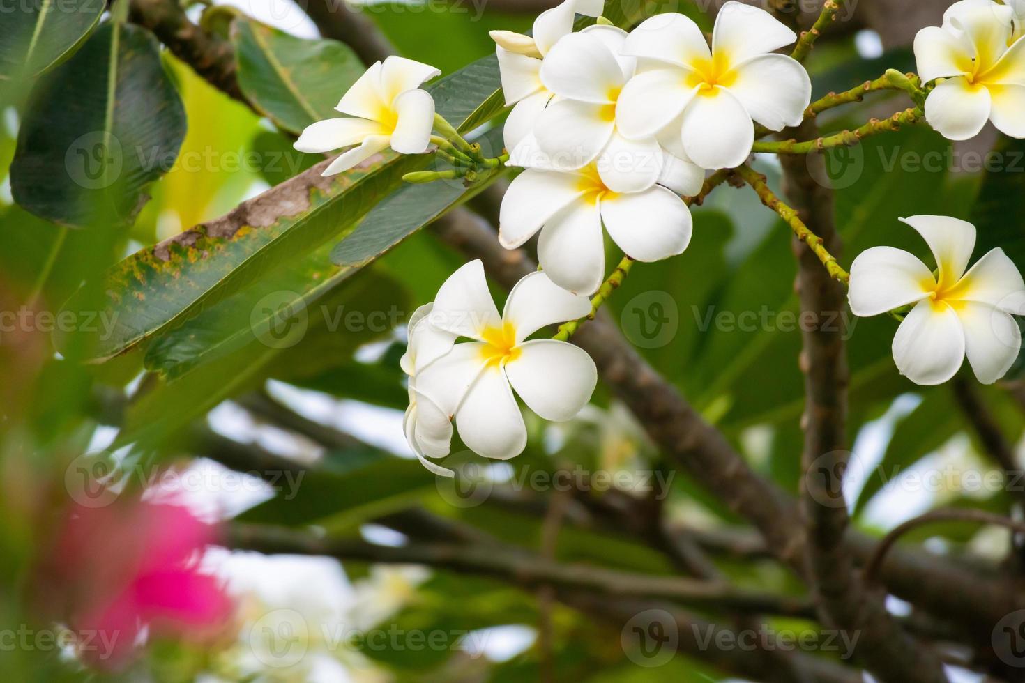 flor de frangipani branca plumeria alba com folhas verdes foto