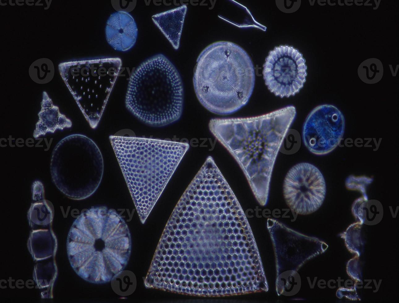 diatomáceas do mar sob o microscópio 100x foto