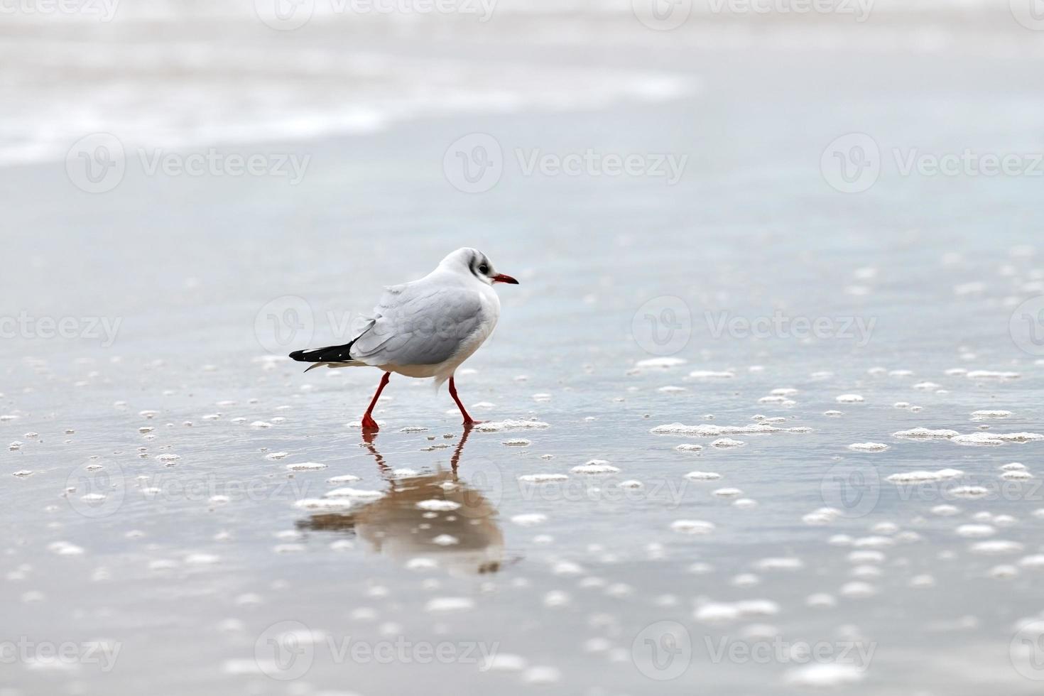 gaivota de cabeça preta na costa, areia e água foto