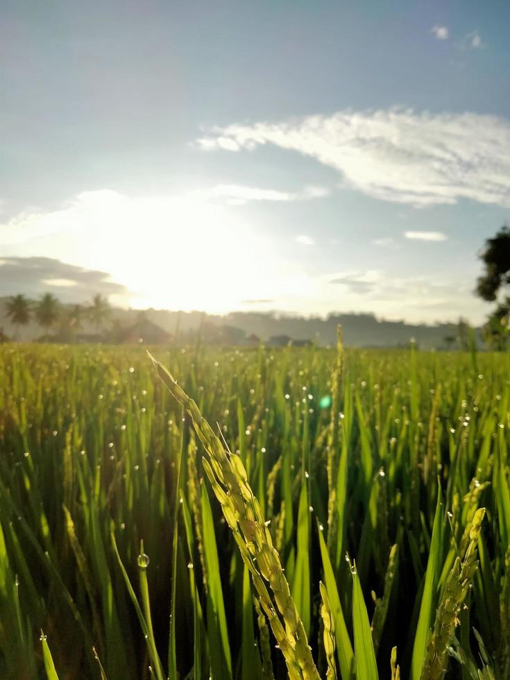 vista da manhã no arrozal foto