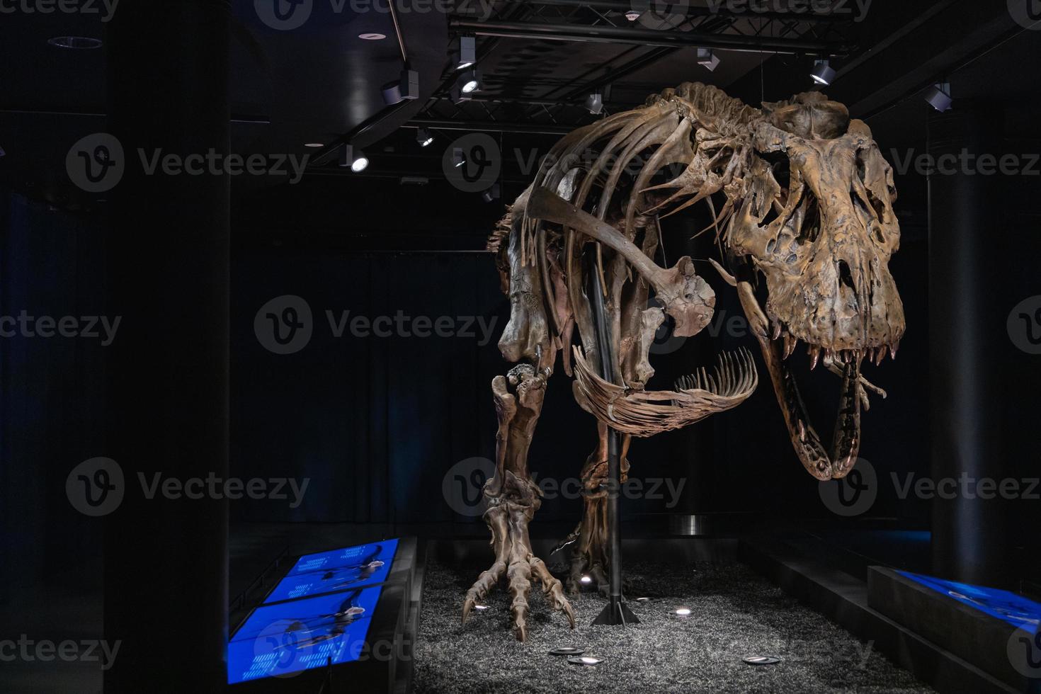 museu de ciências naturais em bruxelas, bélgica, esqueleto t-rex - 14-12-2021 foto