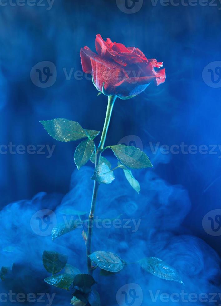fumaça azul em torno de uma linda rosa vermelha. foto
