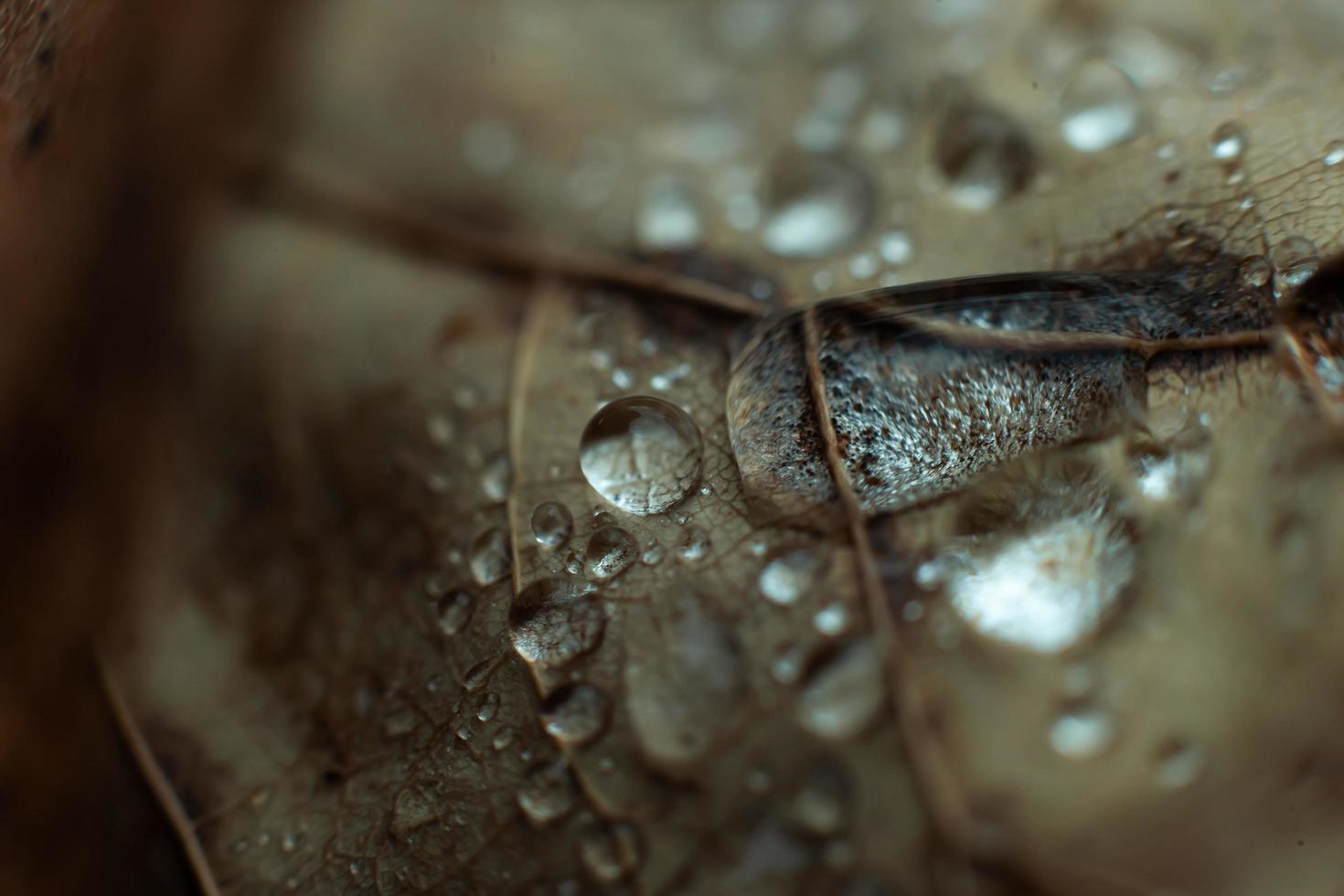 gotas de água em uma folha foto